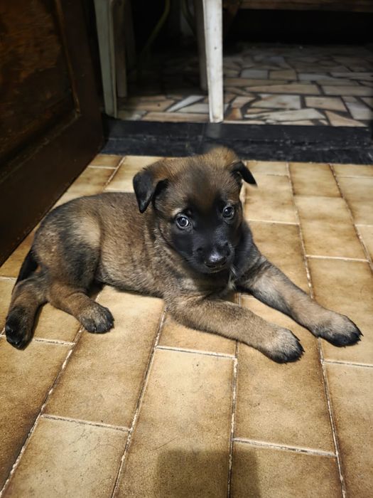 Pastor Belga disponível