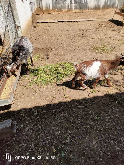 Galinhas,galos,pintos,patacas,perus,gansos e cabra.