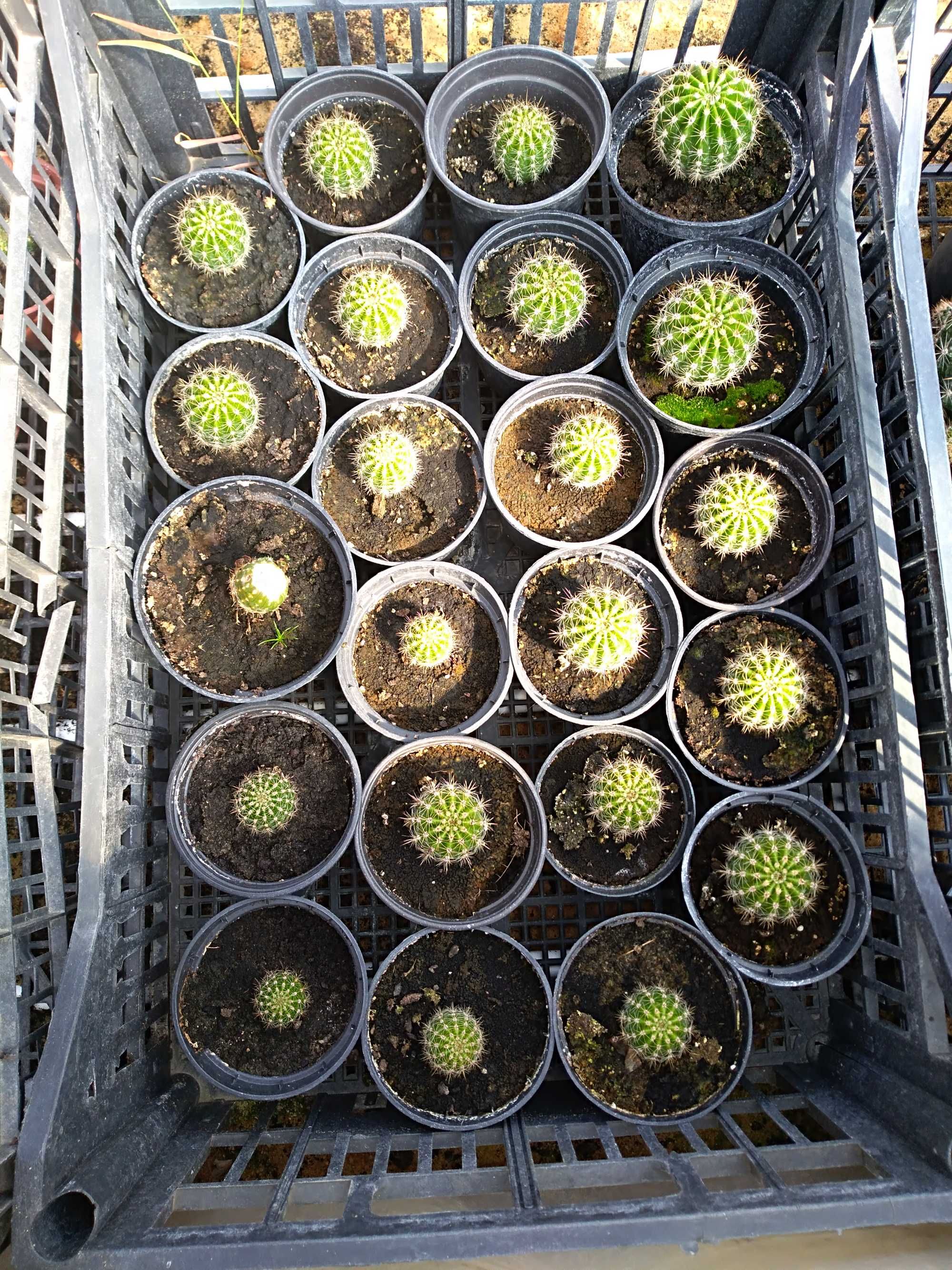małe młode kaktusy. Gatunek: ECHINOPSIS