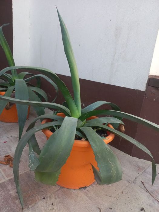 Roślina ogrodowa agawa