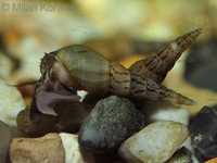 Duże ładne ślimaki akwariowe oraz ślimaki świderki