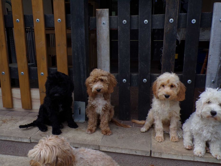 Cockapoo F1 ,   piesek z miotu D, czarny, 4 miesięczny