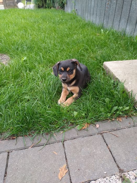 Oddam za darmo suczke