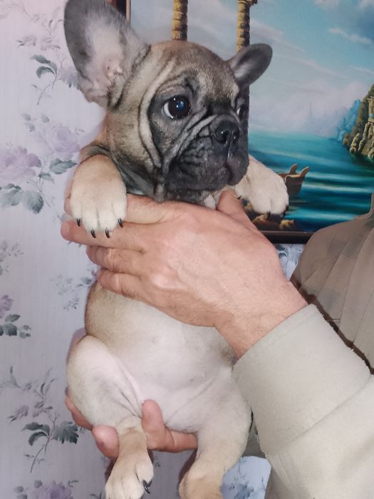Продаж французьких бульдогів