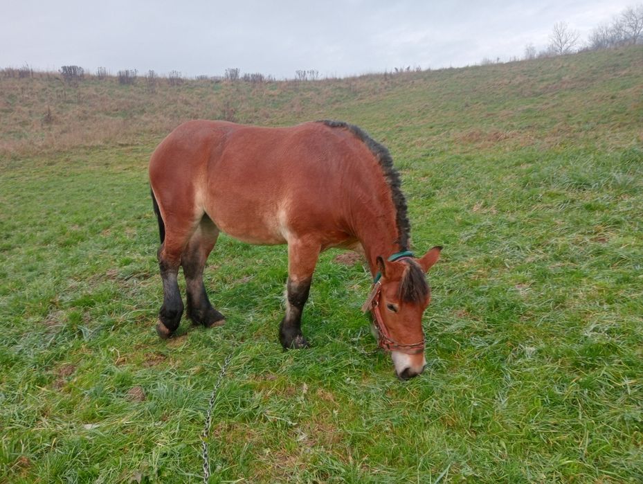 Klacz Zimnokrwista Źrebna