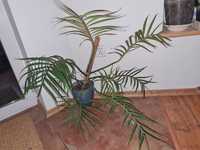 Philodendron tortum gigant matecznik filodendron roślina kolekcjonersk