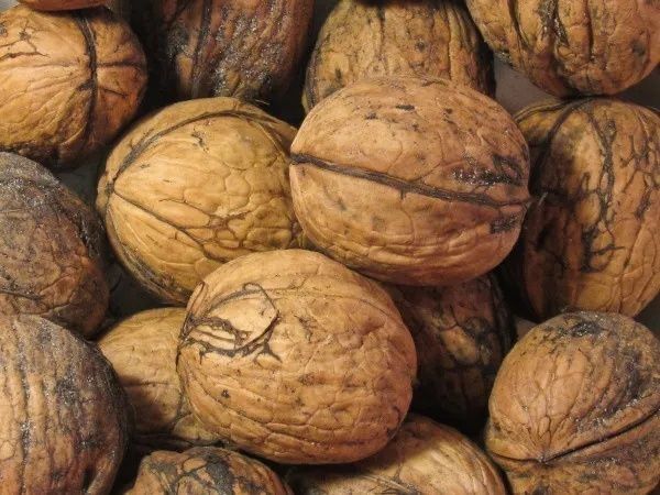 Orzech włoski świeże tegoroczny zbiór 5kg