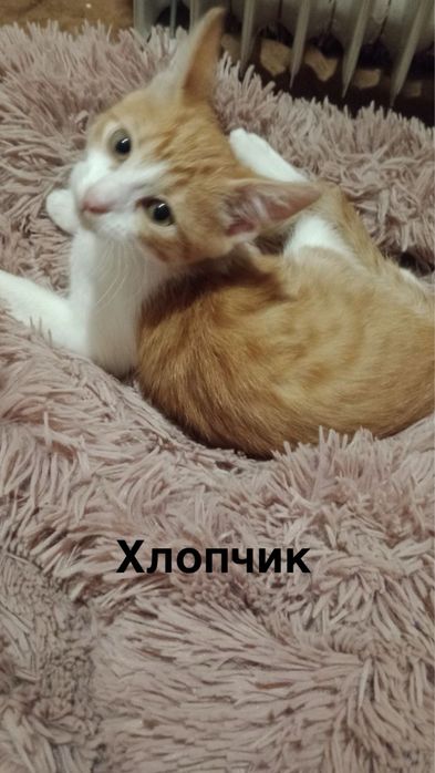 Кошенята безкоштовно
