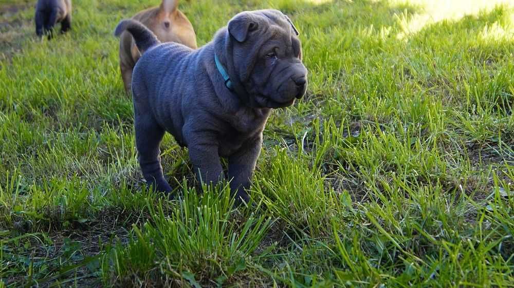 Enzo Piekny Szczeniak Shar Pei z rodowodem,  rodzice importowani FCI.