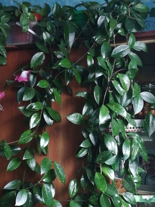 Хойя домашня рослина