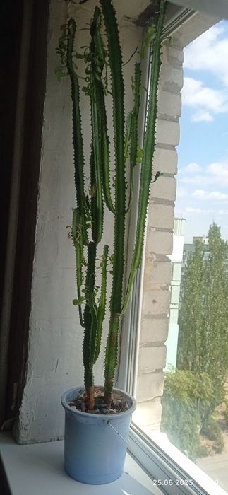 Кактус молочай / кактус