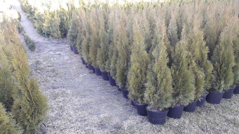 Tuja szmaragd 100cm+ w donicy transport w cenie.