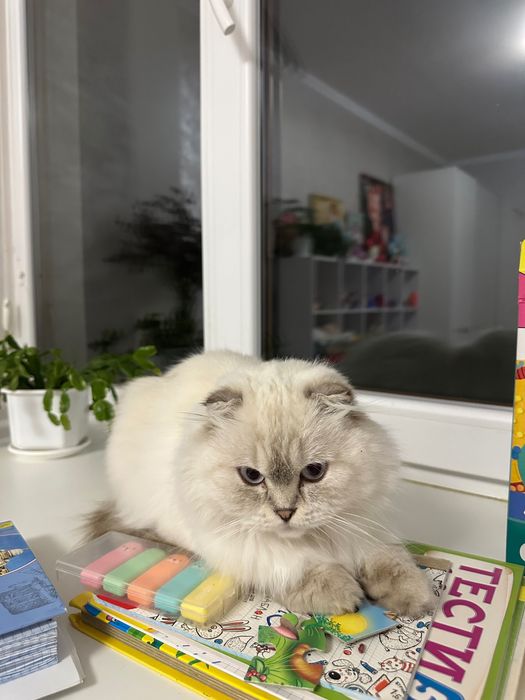 Шукаємо котика для киці породи Scottish Blue point