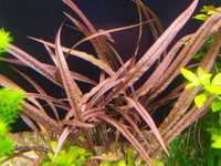 Cryptocoryne spiralis Red 2-3plan Hodowla podwodna