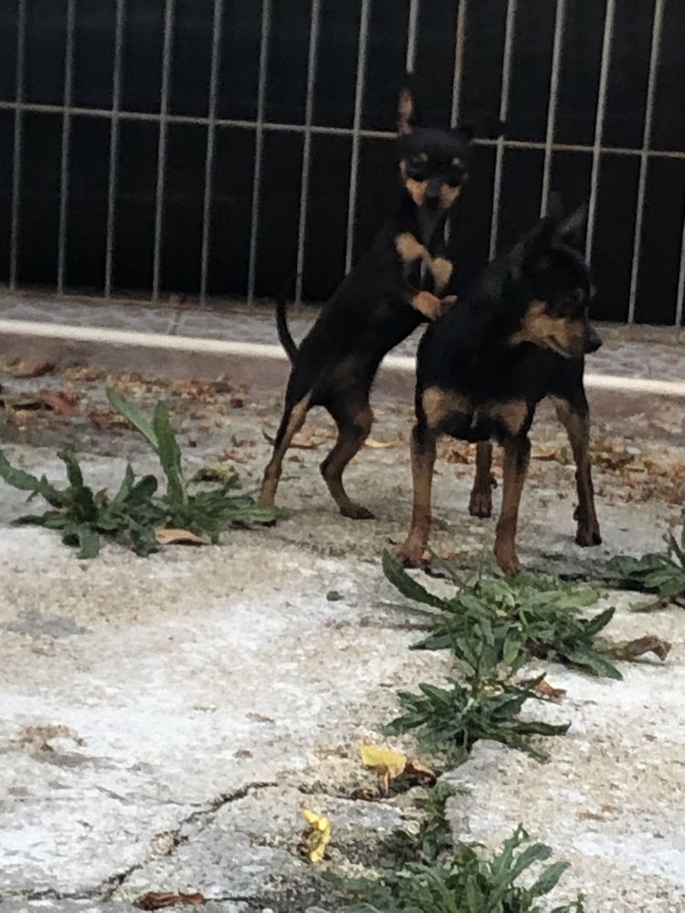 Pinscher macho miniatura