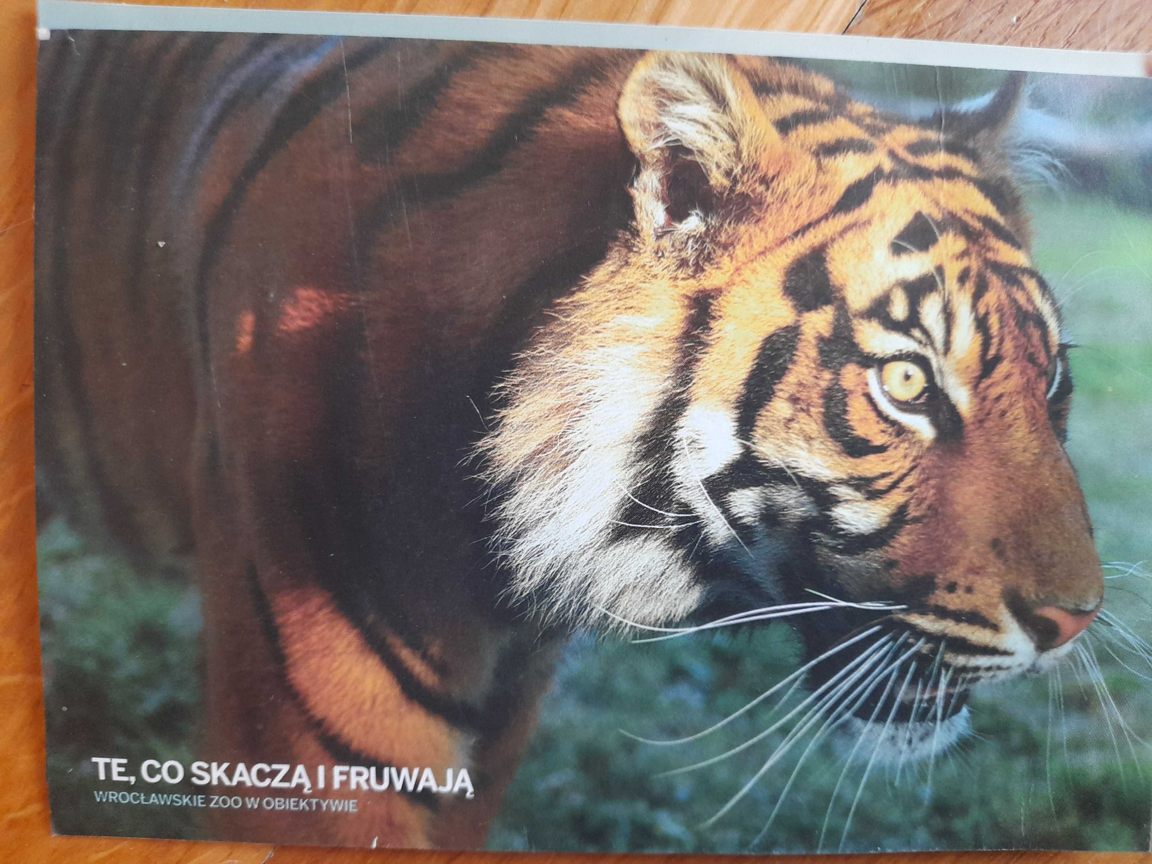 Pocztówka widokówka ZOO Wrocław tygrys sumatrzański bez obiegu