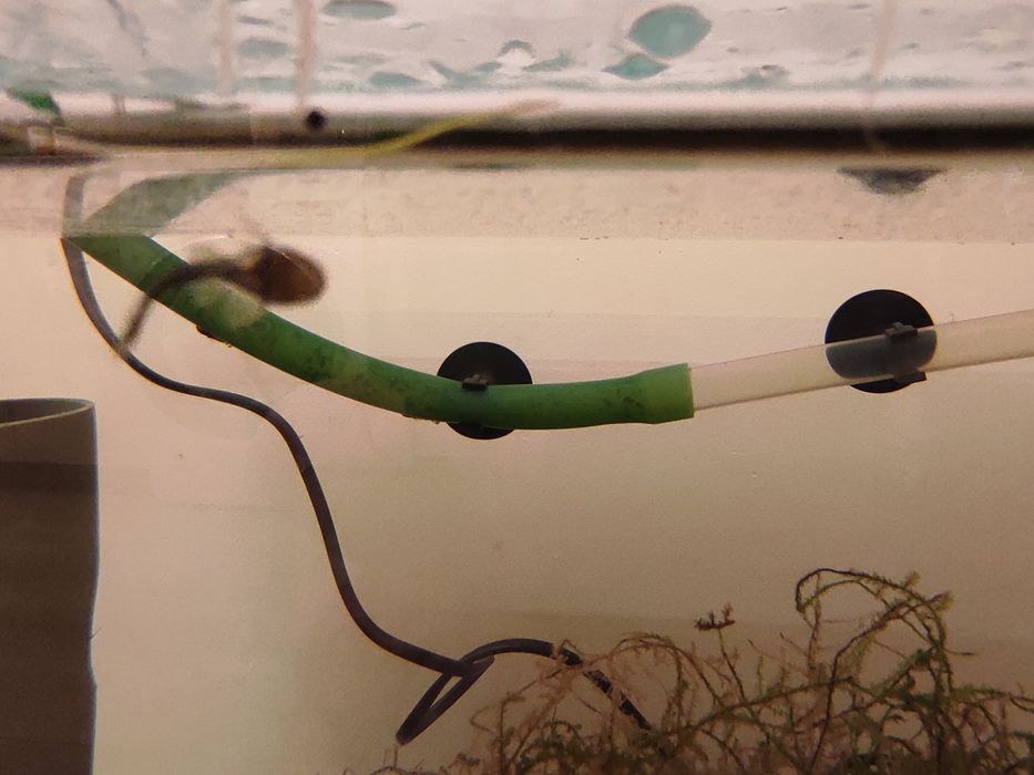 Glonojady zbrojniki niebieskie