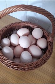 Wiejskie ekologiczne pyszne jajka