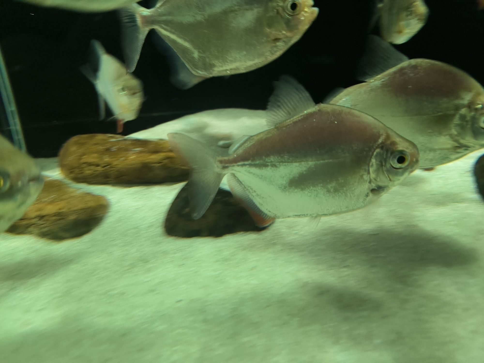 7 Peixes Silver Dollar