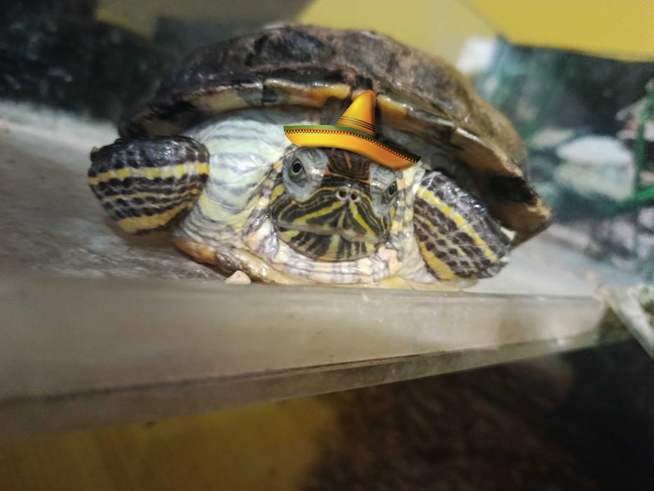 żółw wodno-lądowy