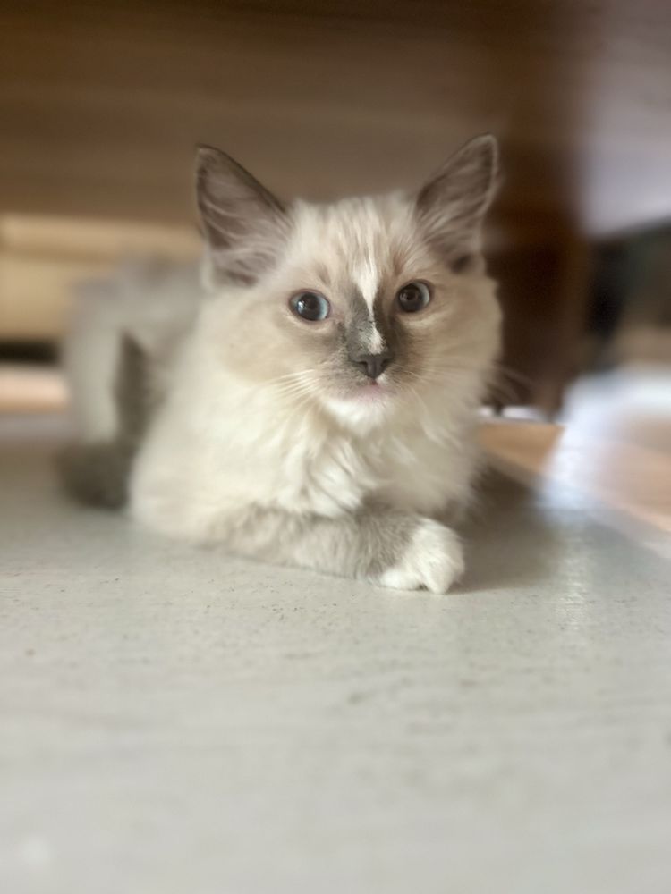 Ragdoll kotka koteczka rodowód FPL FiFe wyprawka gotowa do odbioru