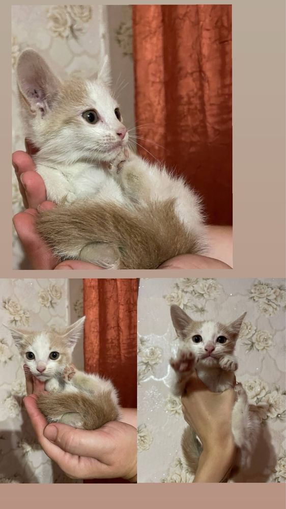Три киці в добрі руки