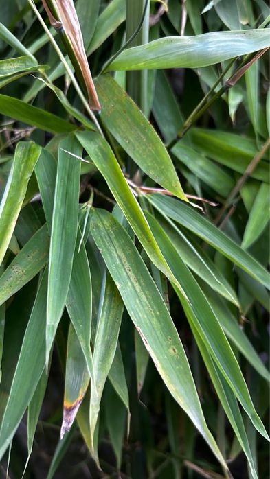 Bambu - vaso com vários pés