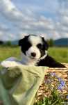Szczenię Border Collie - Piesek - ZKwP FCI