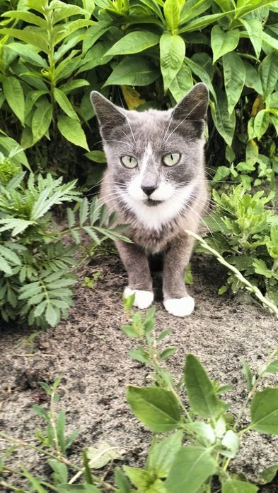 Стерилізована кішечка мріє про дім