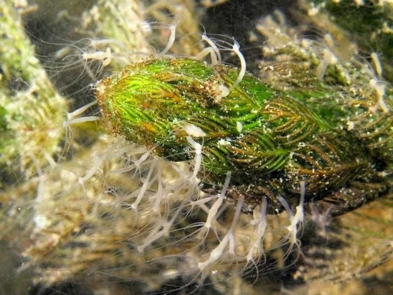 Femanga - Wurzel Aktiv 250ml - zwalcza ślimaki w akwarium