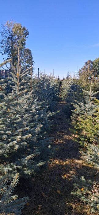 Świerki- drzewka swiateczne
