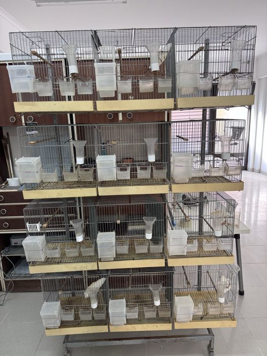 Gaiolas de criação de aves com suporte