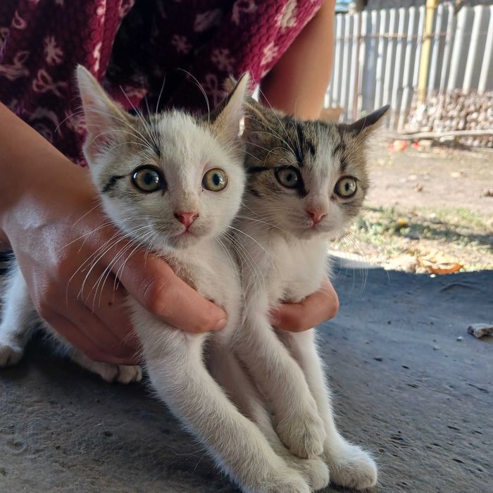 Віддамо кошенят у добрі руки