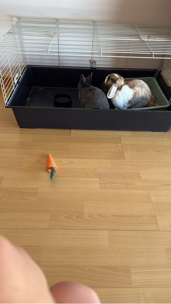 Casal de coelhos