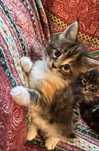 Koteczka Maine Coon Tricolorka