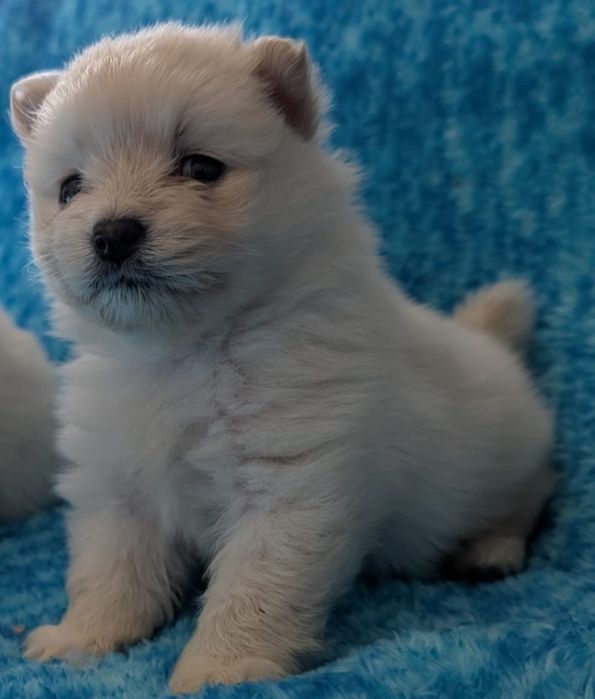Spirz Anão Tenho Menina Lulu da pomerânia Branco   da pomerânia Anão