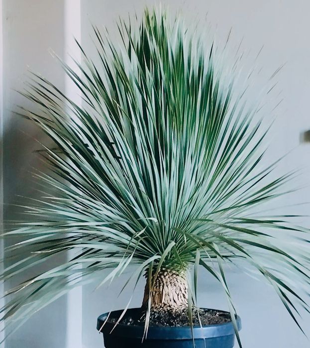 Impressionantes Yucca rostrata azuis ou iucas de bico