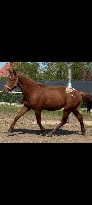 2 letni ogier Appaloosa