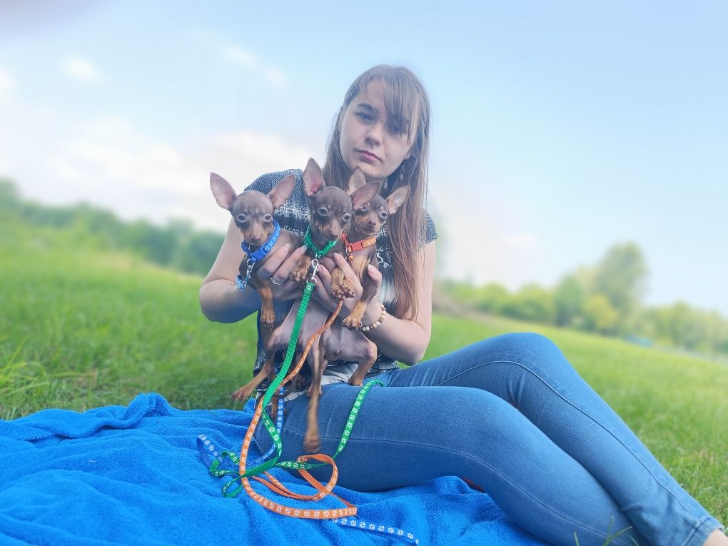 Rosyjski Toy z dokumentami FCI