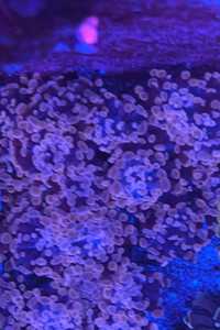 Euphyllia baliensis pink 8-9 główek akwarium morskie