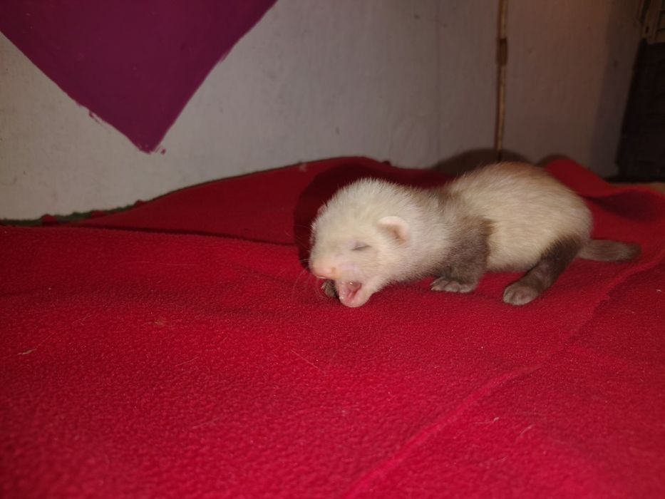 Fretki pół angora  rezerwacje