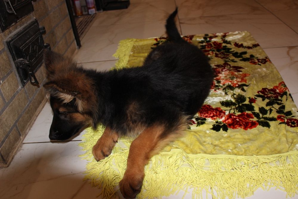 Німецька довгошерста вівчарка КСУ