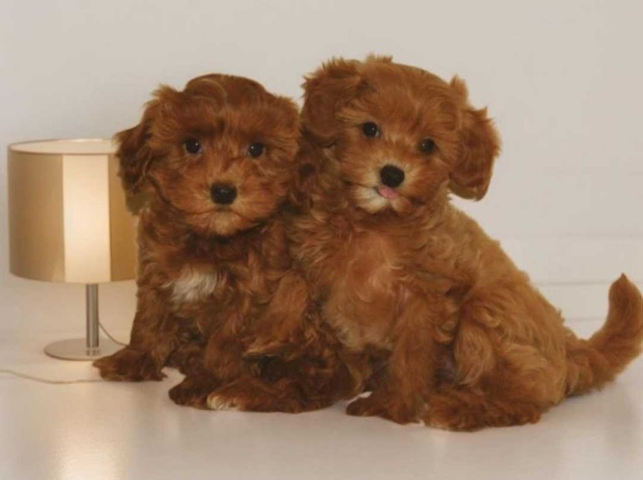 Малышки крутышки мальтипу.