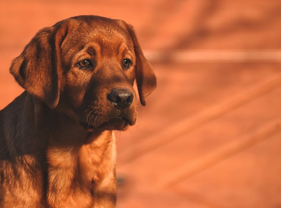 Лабрадор фоксред ексклюзив