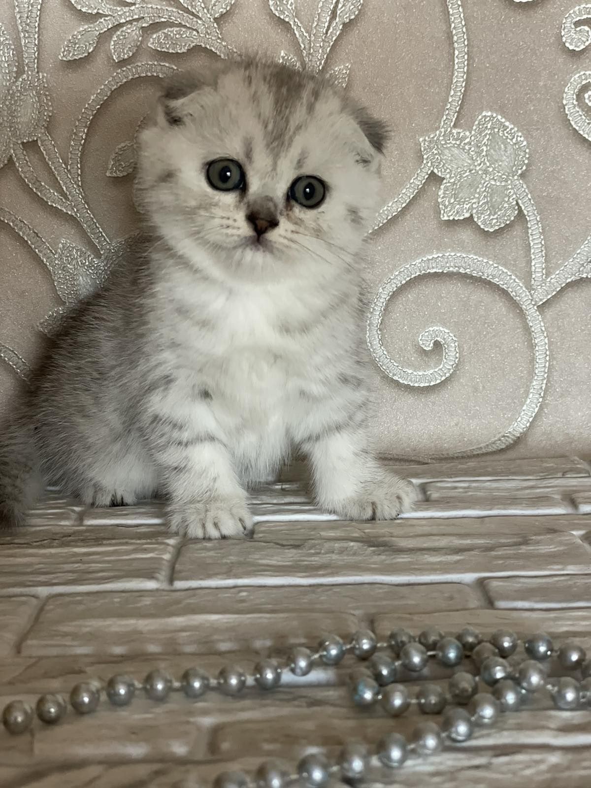 Вислоухие котята. Красивый котенок серебро