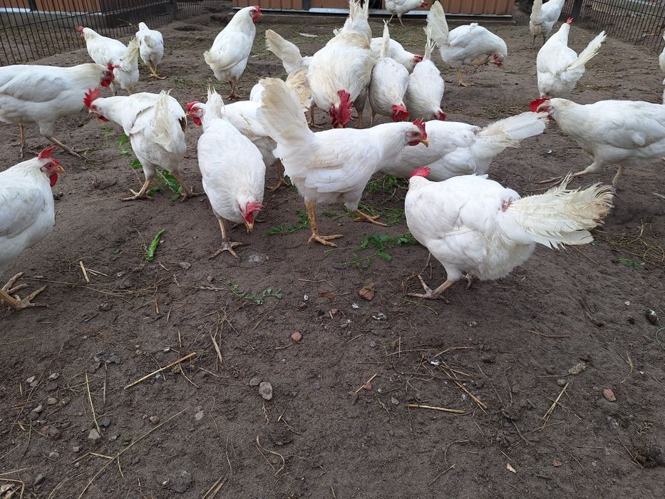 Jaja jajka kur leghorn,kury leghorn