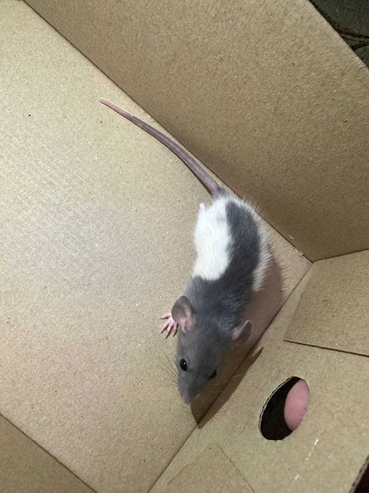 Декоративні щурики, дамбо