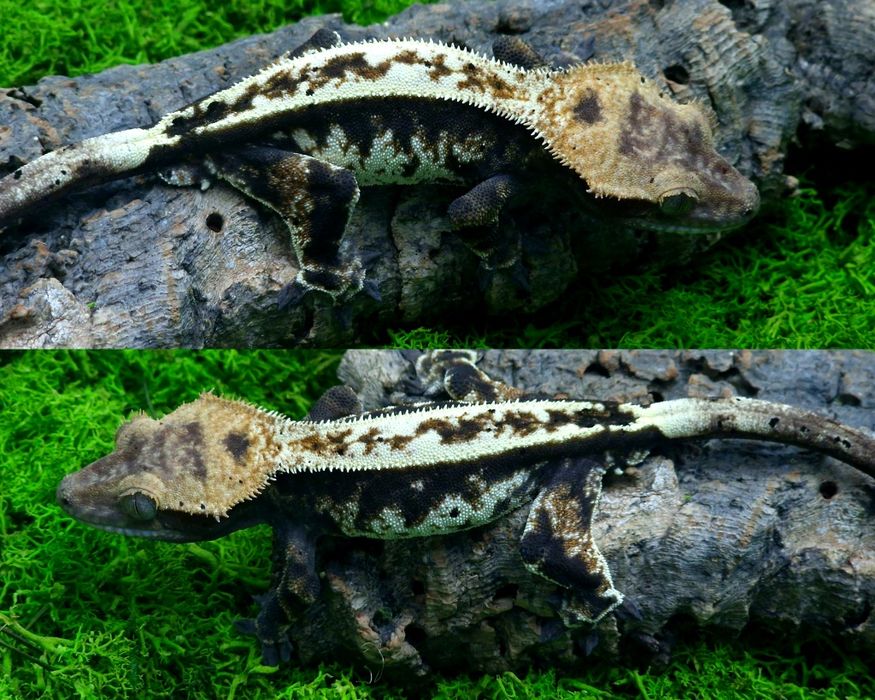 Gekon orzęsiony Sable samiec 25g Egzocity Transport