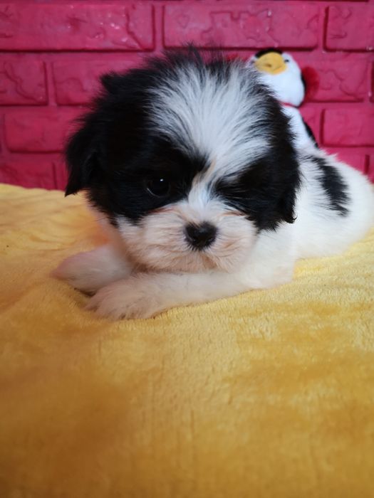 ** SUCZKA ** rasy Shih Tzu pięknie umaszczona dziewczynka.  Laleczka.