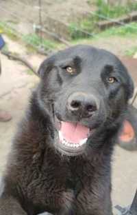 Edit: Pies Loki do adopcji niespełna roczny psiak